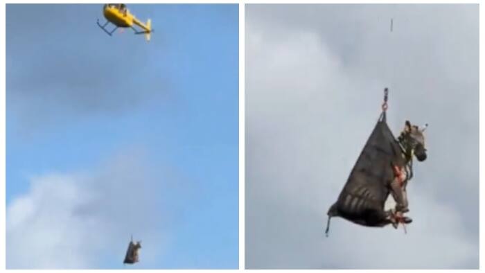 zebra named Ed being airlifted after caught