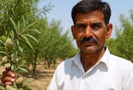 Ajmer Farmer Achieves Success with Almond Cultivation on Barren Land iwh