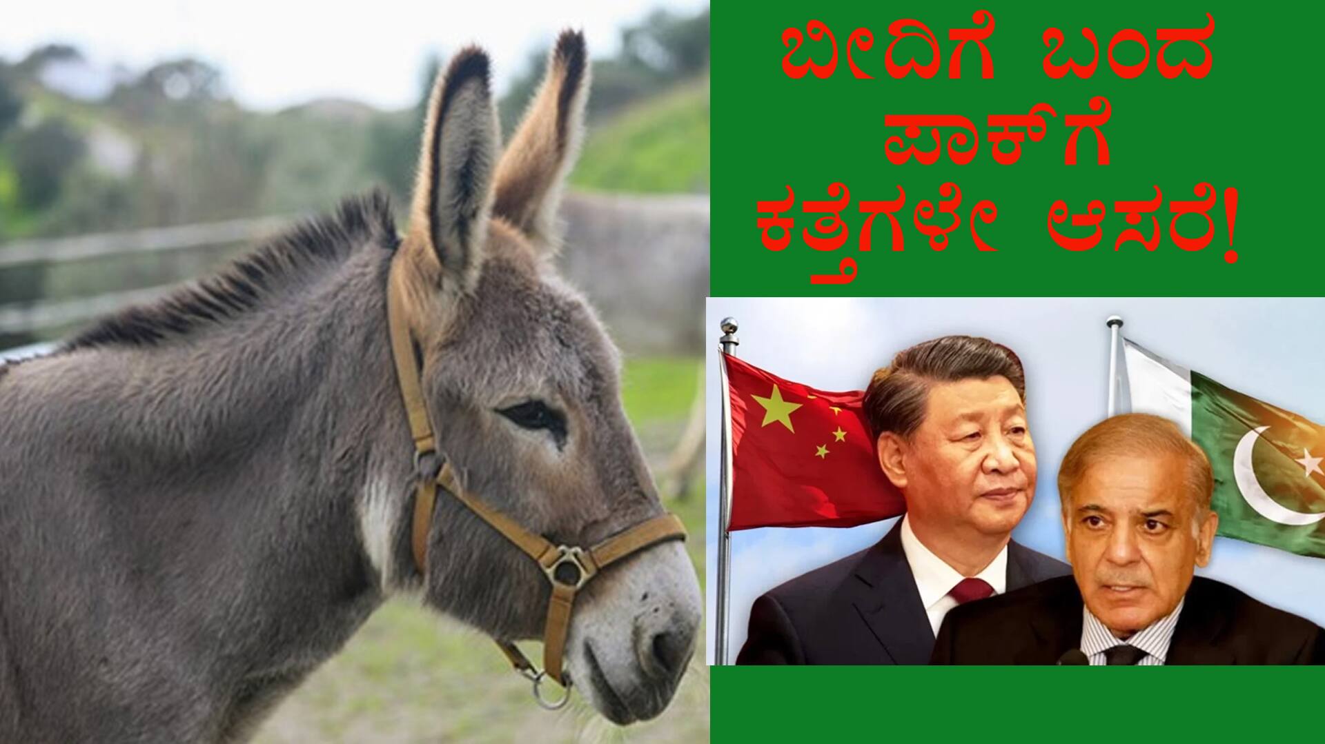  Donkey prices soar in Pakistan