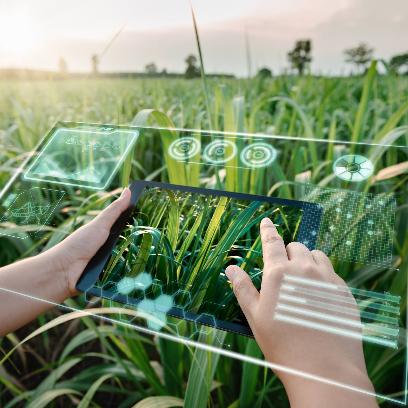 How India's sugarcane belt could reap 30 percent more yields using AI | Explained