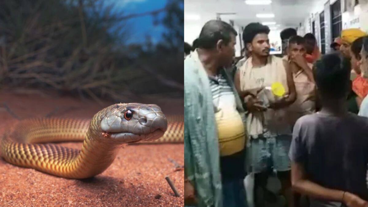 सांप लेकर अस्पताल पहुंचे परिजन