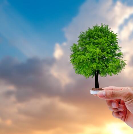 Can trees save the climate? Not with misleading maps, experts warn