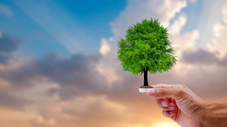 Tree planting