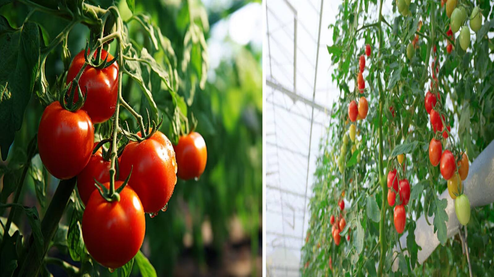 tomato
