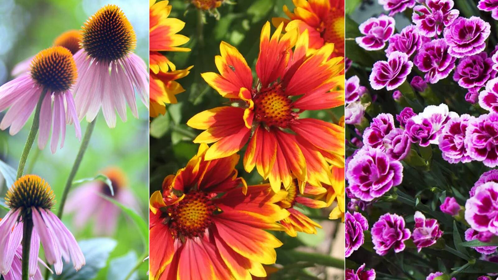 Drought Tolerant Plants that Grow In Lack of Water