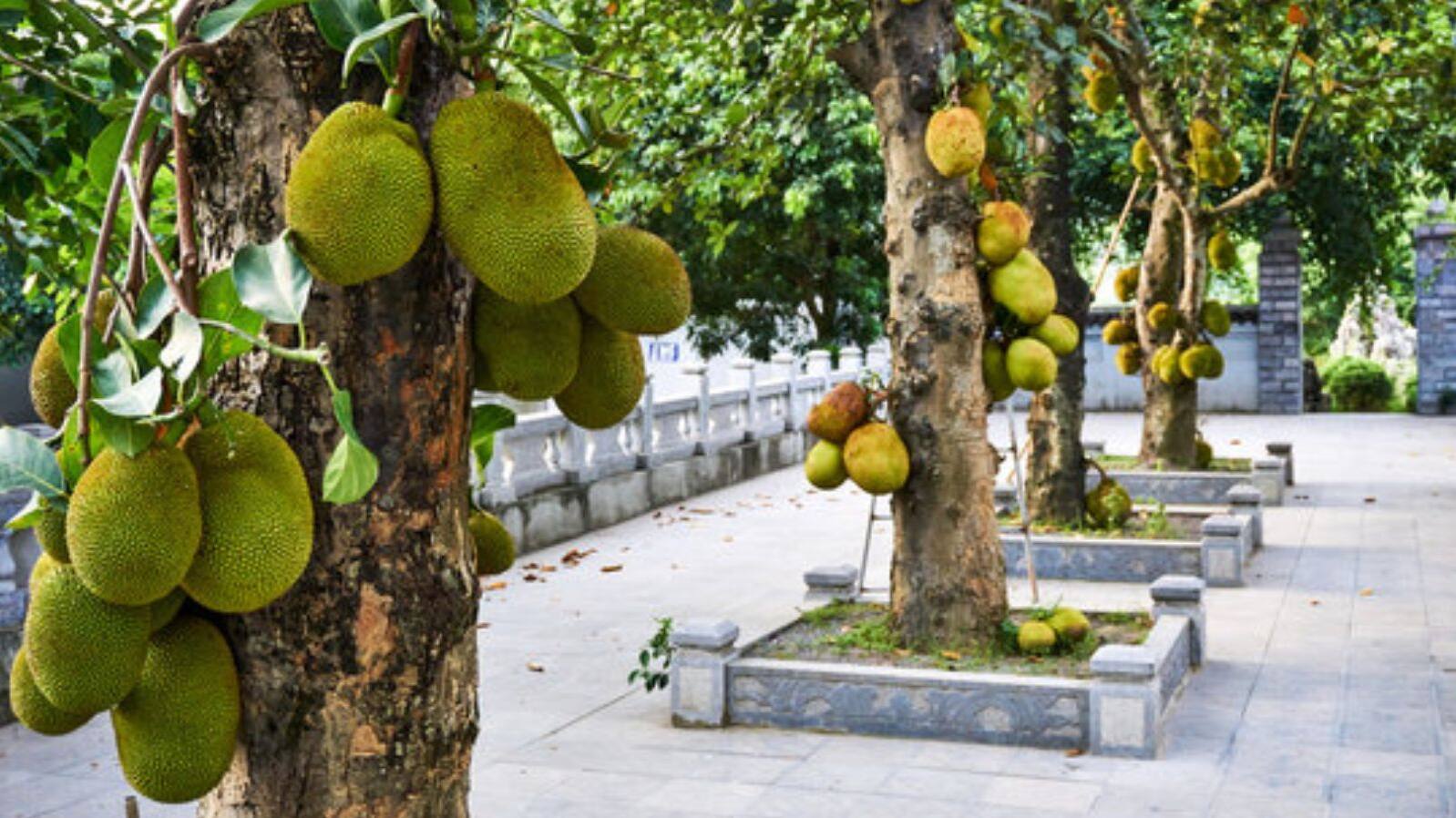 How to grow jackfruit tree at home during monsoon season