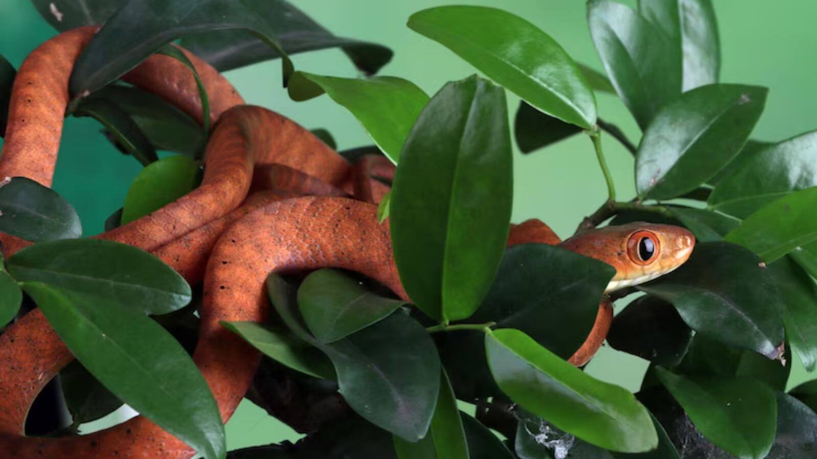 5 ways to keep garden snake free without using chemical