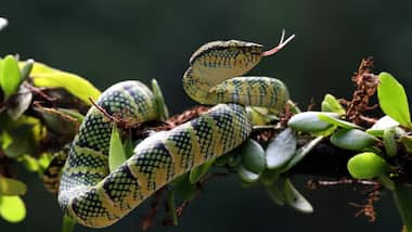 Asianet Image