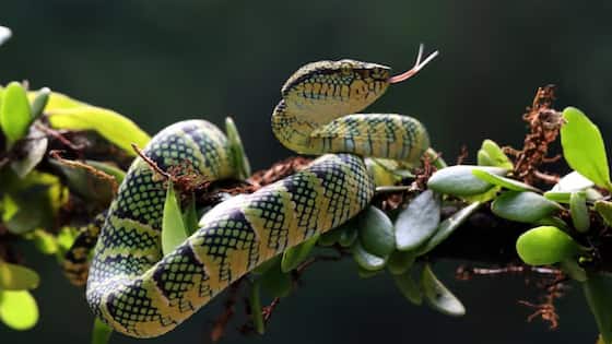 Snakes: పాములు ఇంట్లోకి రాకుండా ఉండాలంటే.. ఈ అద్భుతమైన చిట్కాలను పాటించండి!