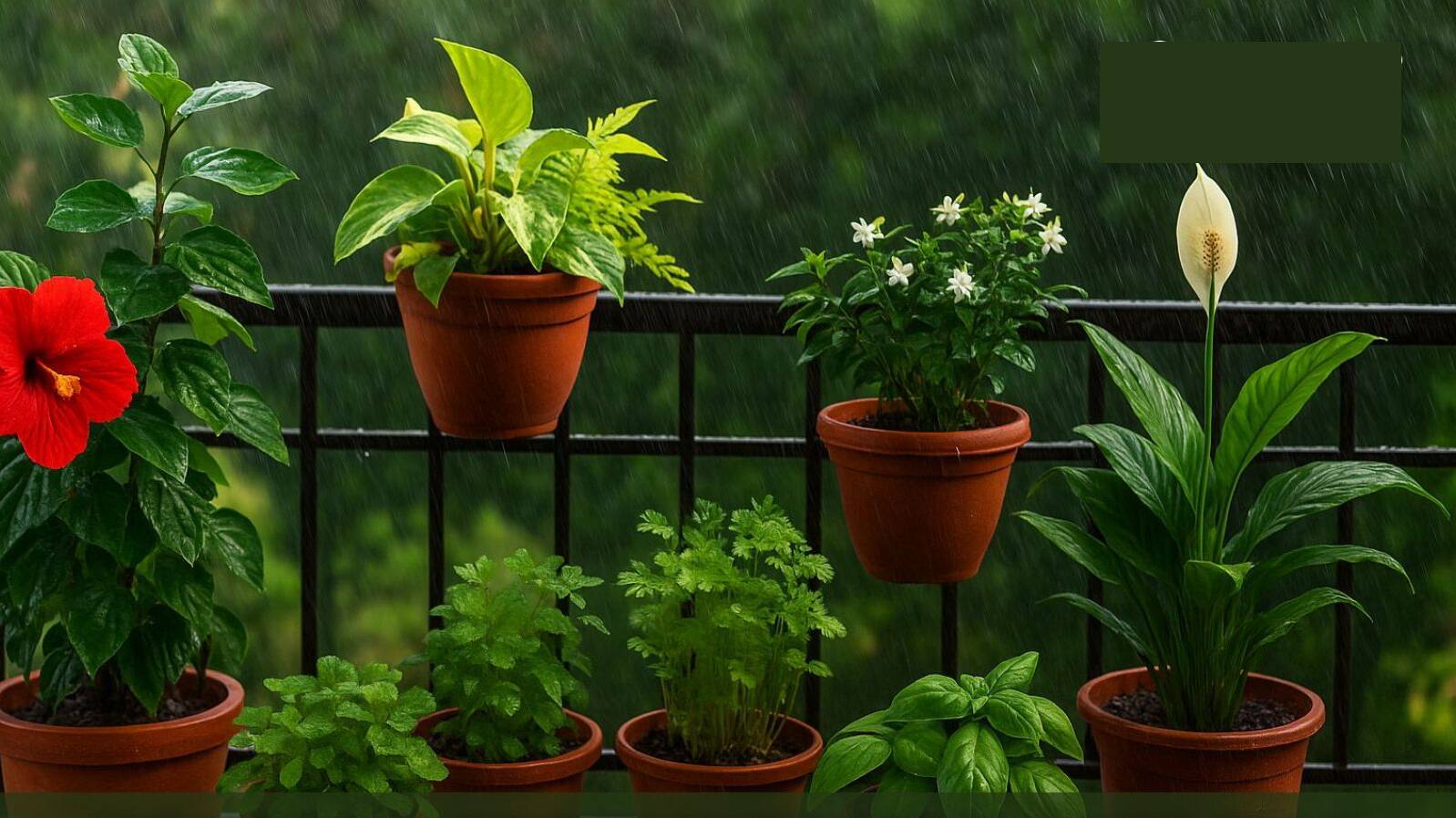 5 monsoon friendly plants for home garden