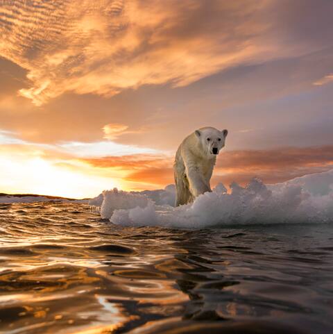 Did global warming start in 1885? New study says climate change began long before cars