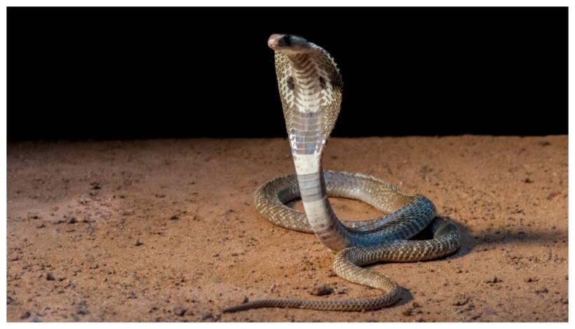 snake