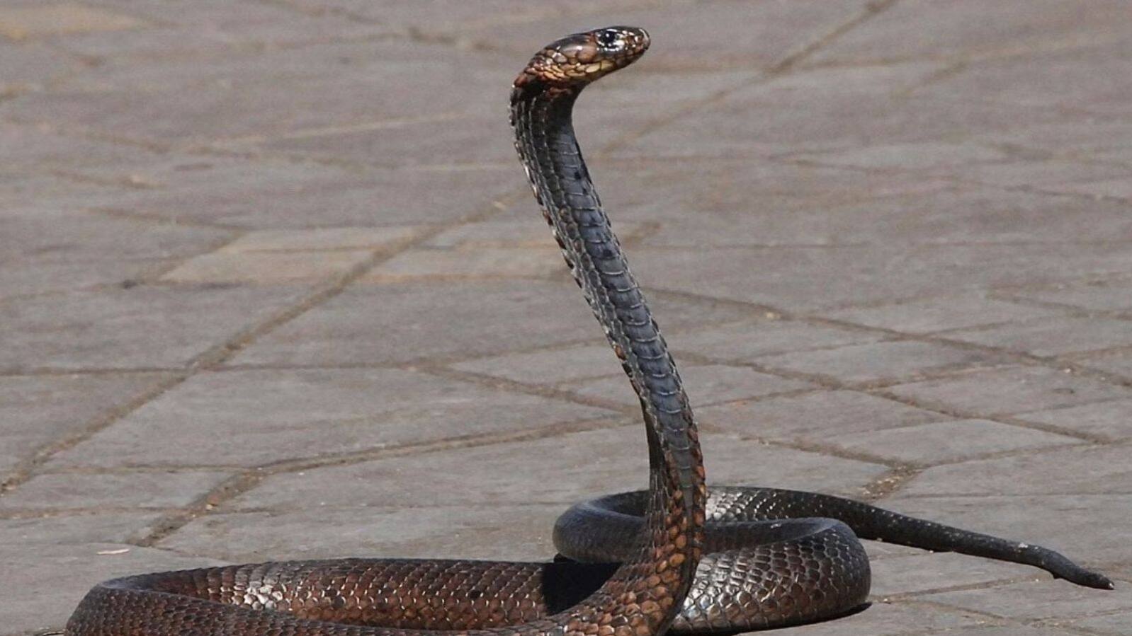 snake bite 
