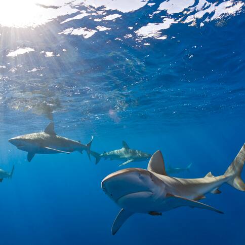 Sharks of all sizes follow 400-year-old math rule that explains how evolution works