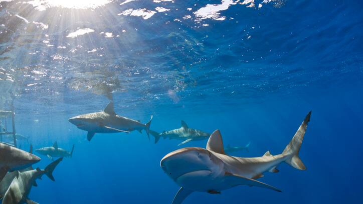 Sharks in Pacific Ocean