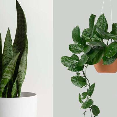Gardening Guide: 7 Low-maintenance plants for gardening beginners