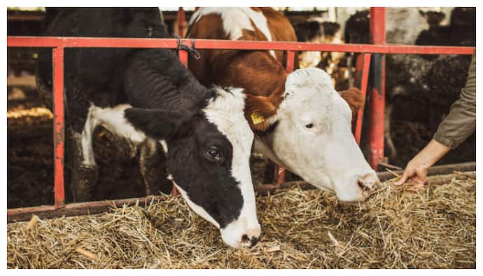 Cow