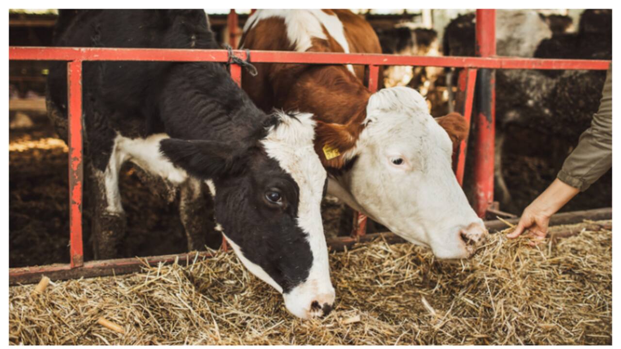 Cow