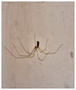 House Hacks: Tips to Get Rid of Spiders in Your Home
