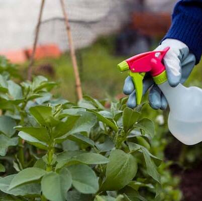 Gardening Guide: 7 ways to handle with pests at indoor garden