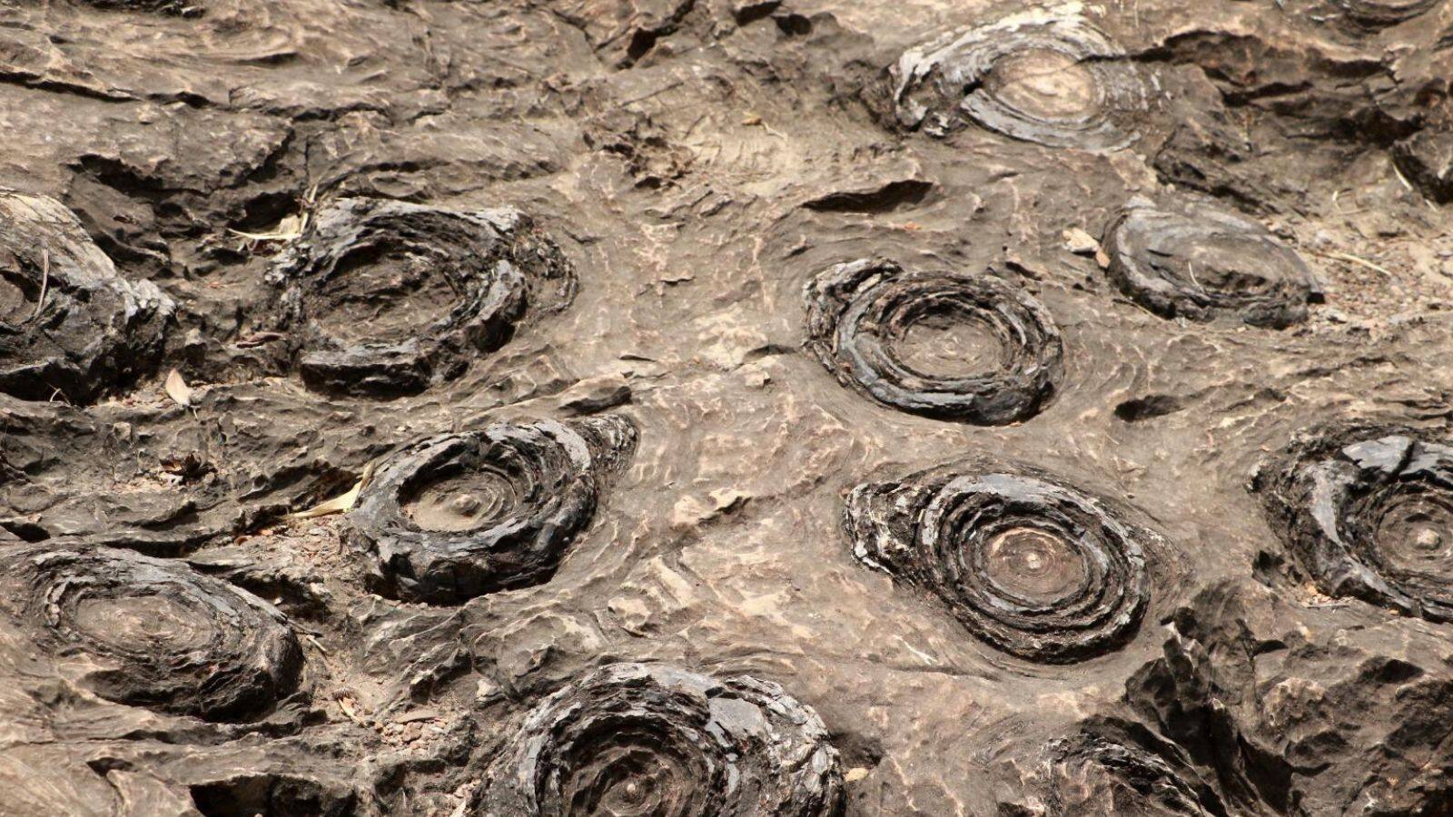 Salkhan Fossils Park