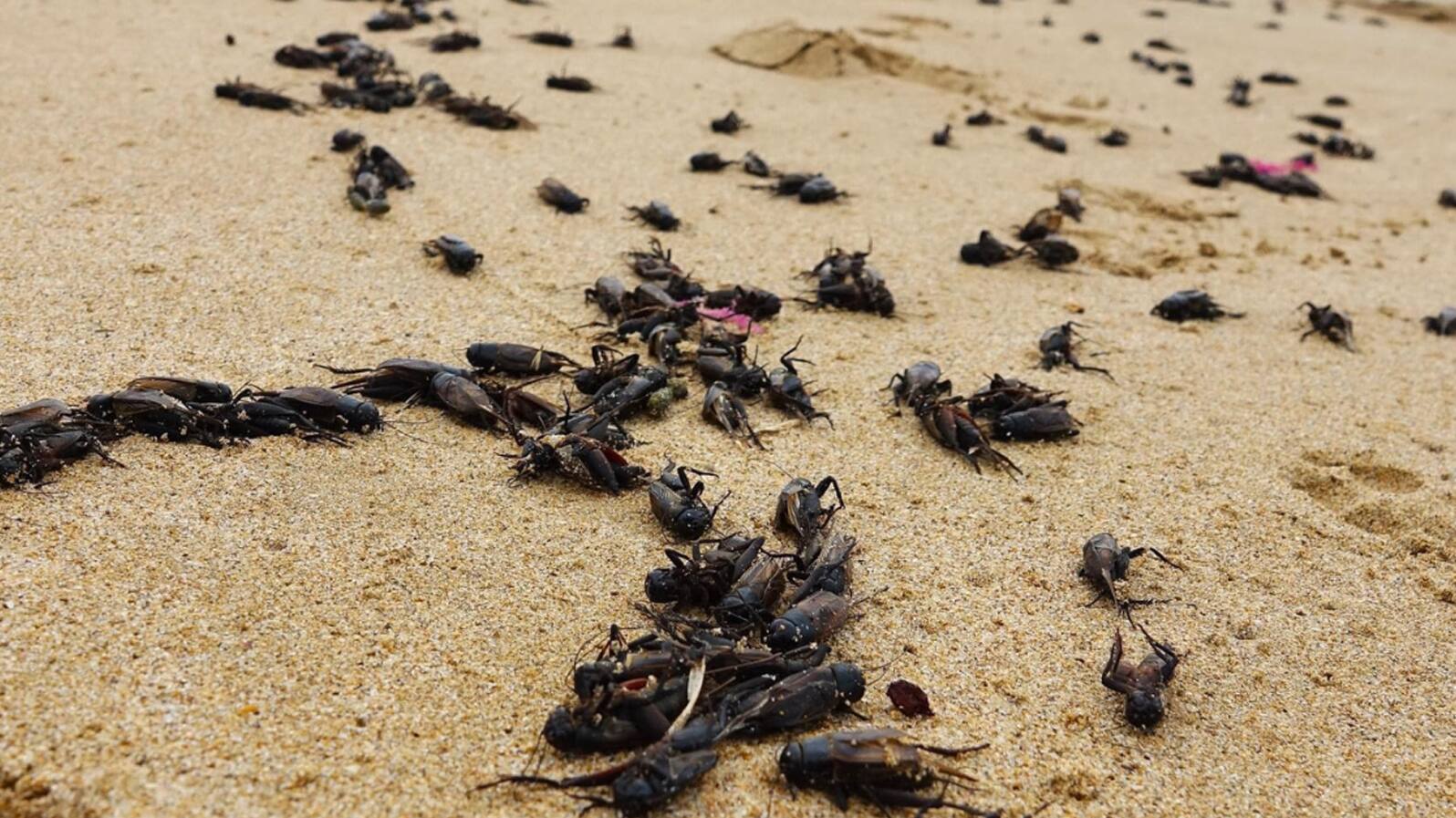 How to get rid of crickets in rainy season