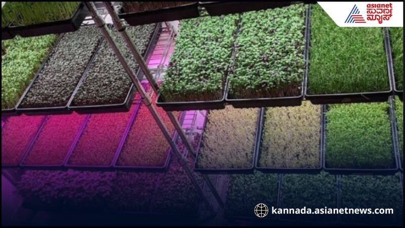 India's Agri-Business: ಭಾರತದಲ್ಲಿ ಐಟಿ ಉದ್ಯೋಗಿಗಳನ್ನು ಸೆಳೆದ ಬ್ಯುಸಿನೆಸ್, ಅತಿ ಸಣ್ಣ ಜಾಗದಲ್ಲಿ ಕೆಲ್ಸ ಶುರು ಮಾಡಿ ತಿಂಗಳಿಗೆ 30 -50 ಸಾವಿರ ಗಳಿಸಿ