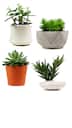 Vastu Tips: 5 plants to keep at home for good luck and positivity
