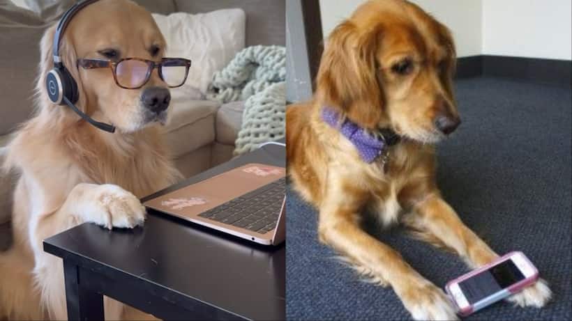 dog viral video