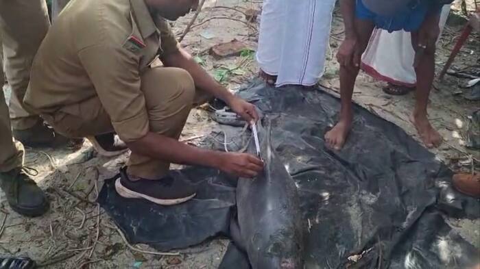 dolphin death