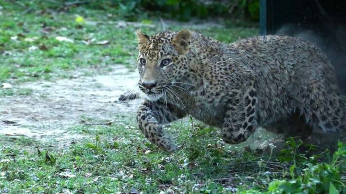  Leopard Attack Lakhimpur 