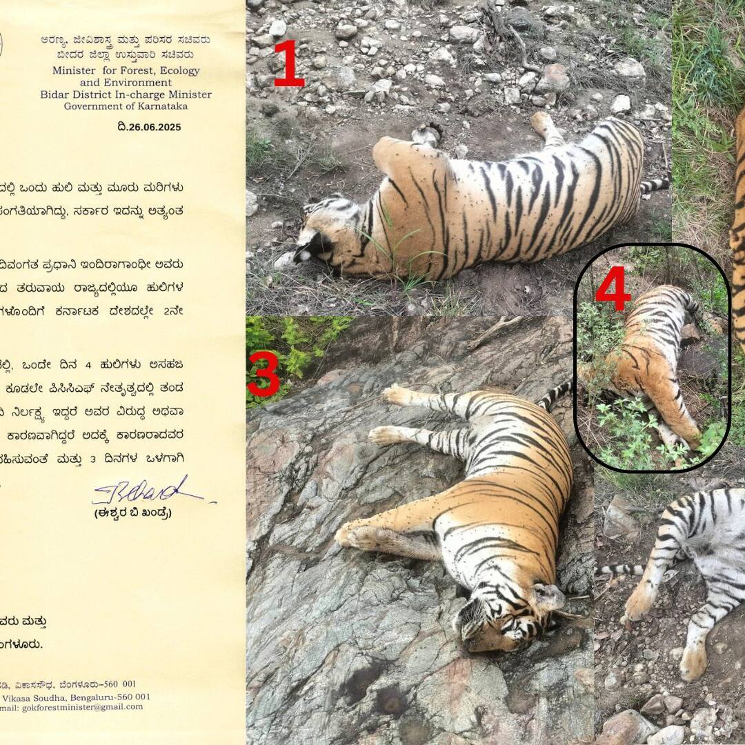 Karnataka: Five tigers found dead in Chamarajanagar forest; poisoning suspected, probe ordered