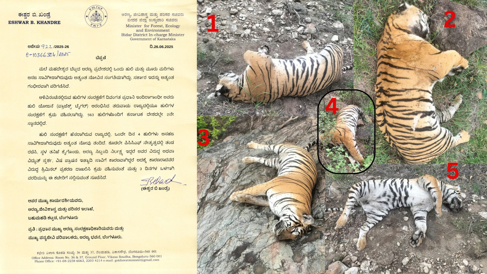 Chamarajanagar 5 Tiger death Chamarajanagar 5 Tiger death