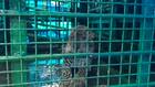 Leopard that killed four-year-old in Tamil Nadu captured near Kerala border