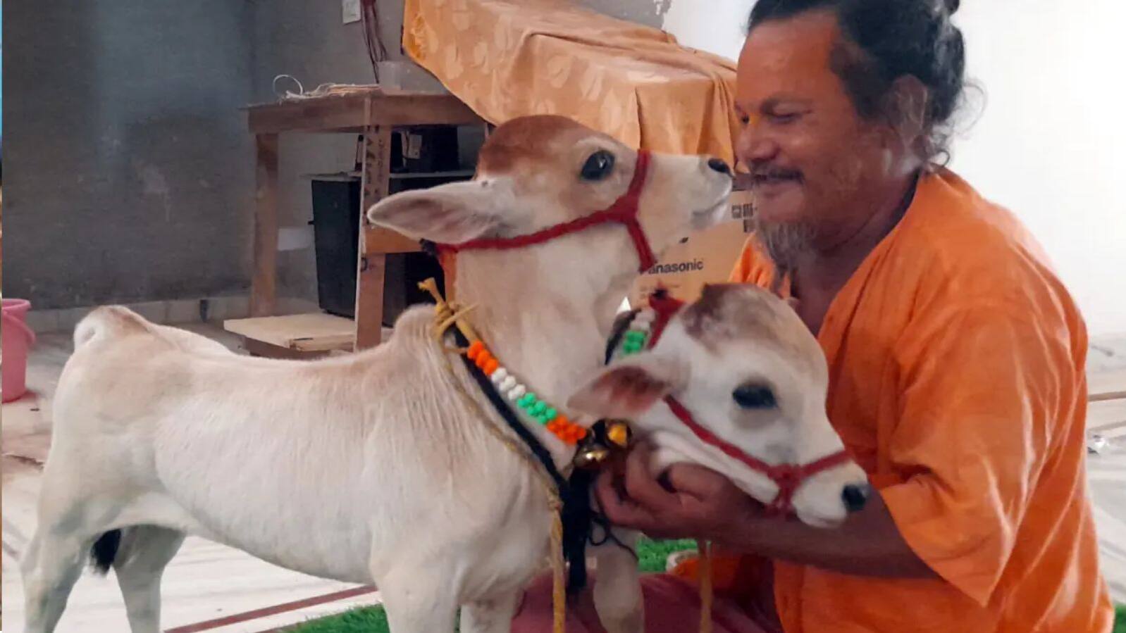 punganur breed of cows 