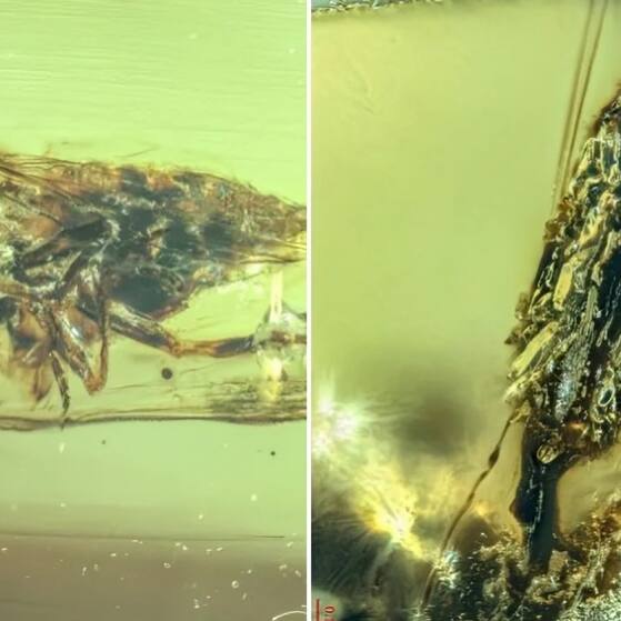 Zombie ants and flies? 99-million-year-old amber shows fungi turning bugs into monsters