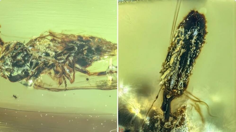 Zombie fungus bursts out of insect heads