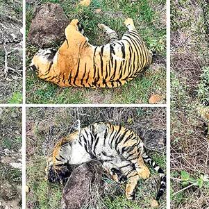 Karnataka: Five tigers found dead in MM Hills due to poisoning, probe underway