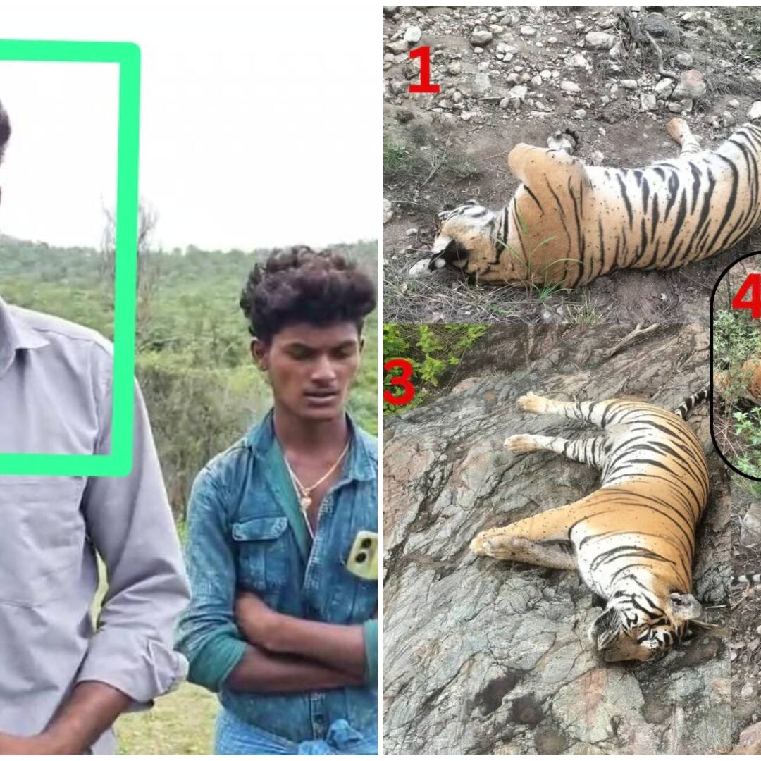 Chamarajanagar tiger death case: Poisoning suspected, three villagers arrested
