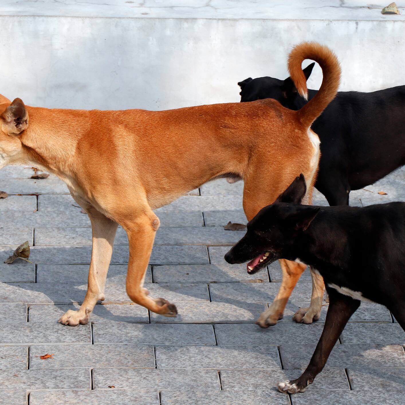 Rabies scare in Kerala: Stray dog that bit 19 people in Kozhikode tests positive for virus