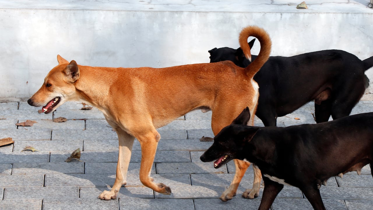 Dogs in Kerala