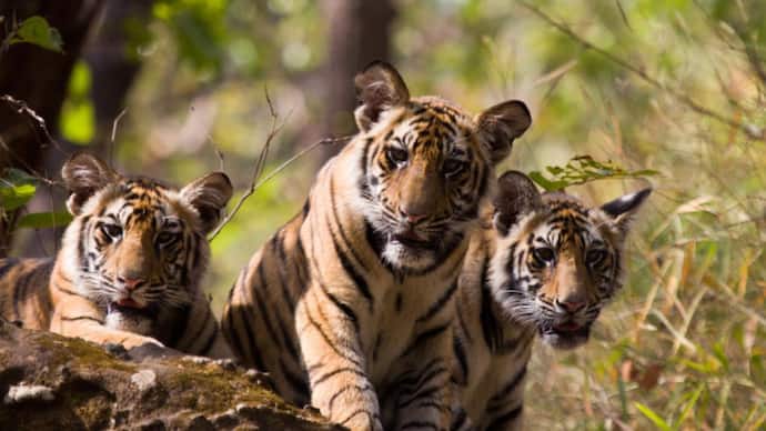 hanur tigers death case