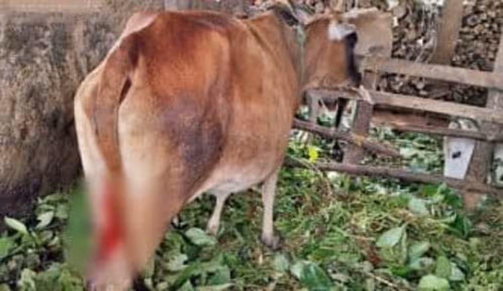 Cow