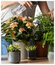 Healthy Home Tips: Top Must-Have Indoor Plants for Fresh, Clean Air
