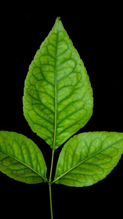 Rules for Offering Bilva Leaves