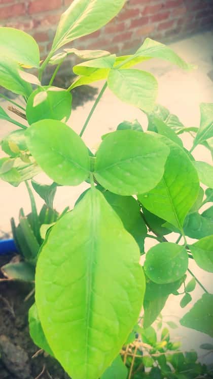 Which Bilva Leaves to Avoid Offering?