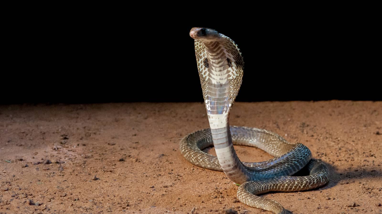 nag panchami 2025
