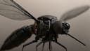 Mosquito drone - పెద్ద స్కెచ్చే... మ‌స్కిటో డ్రోన్‌ల‌ను తీసుకొచ్చిన చైనా. వీటితో ఏం చేయ‌నున్నారంటే.