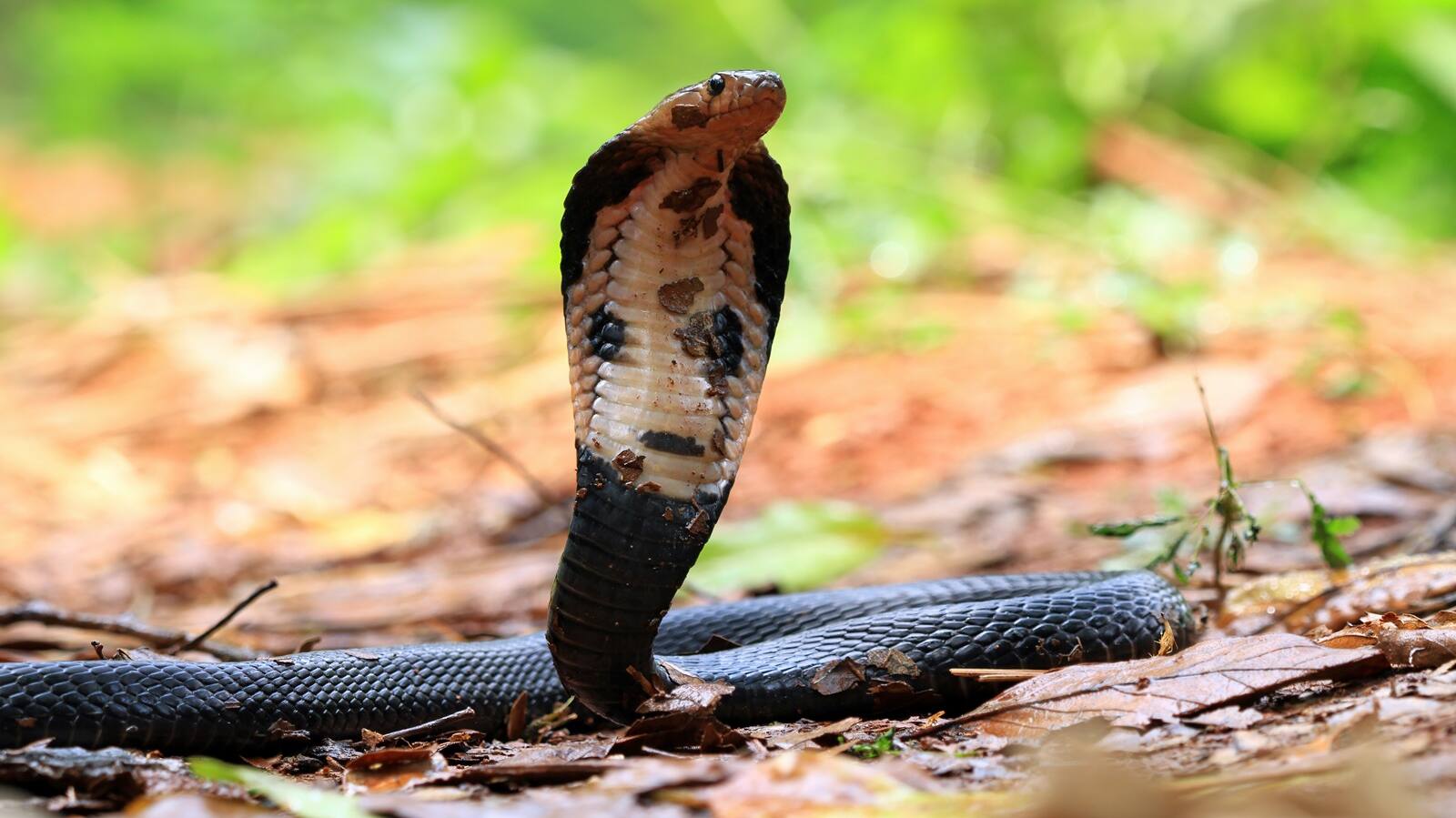 cobra snake