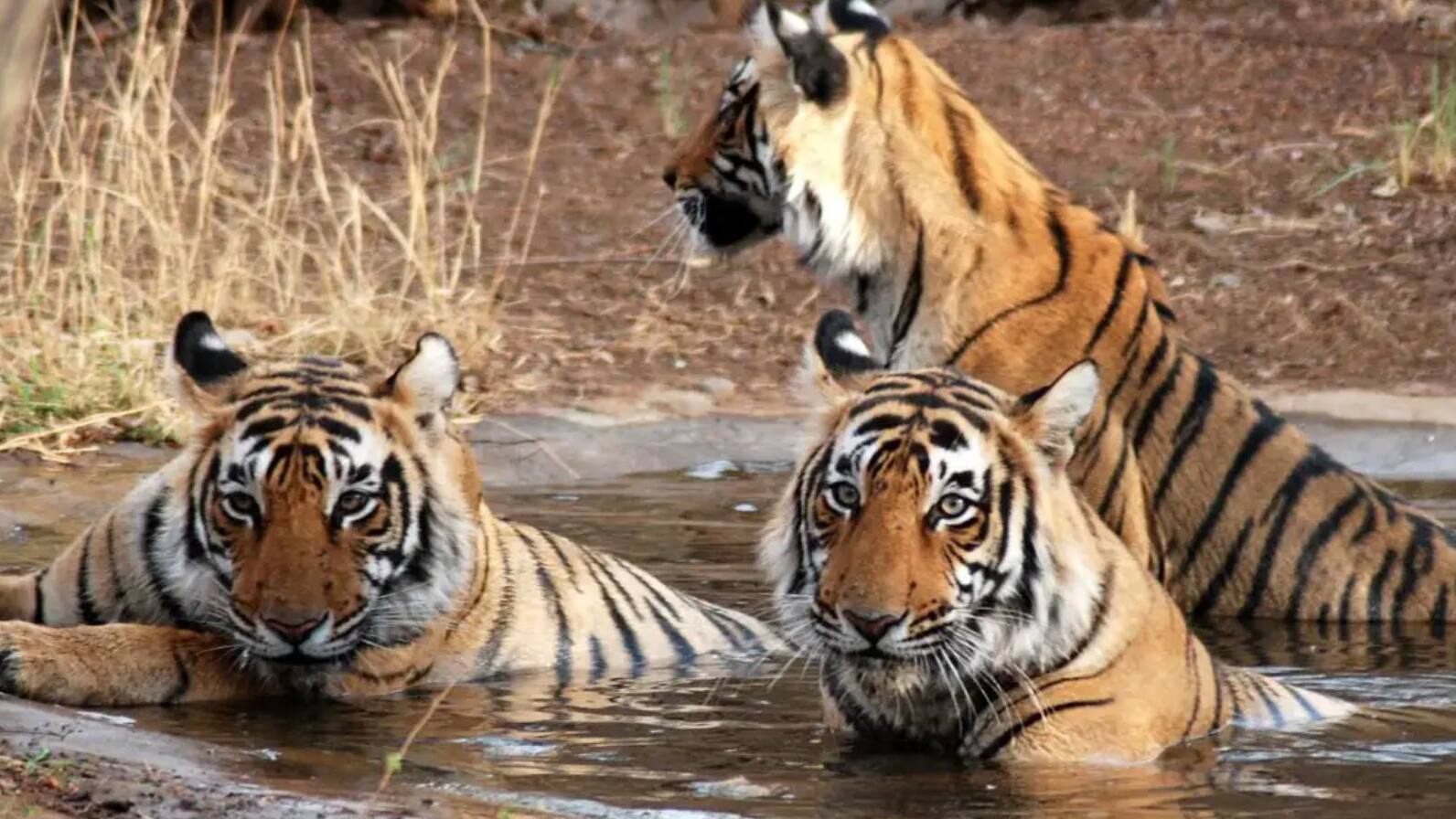  rajasthan ranthambore tiger reserve